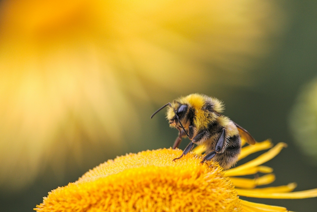 L'Importance de Sauver les Abeilles : Enjeux et Solutions pour Protéger ces Pollinisateurs Essentiels