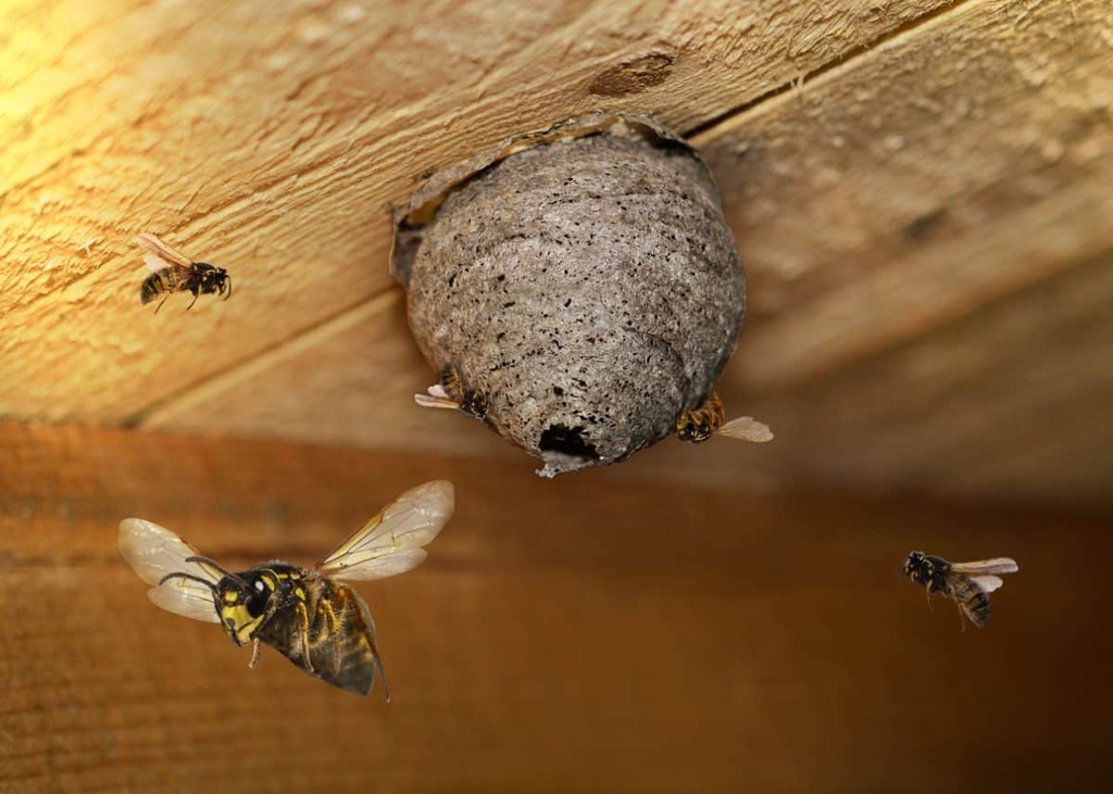 Emplacements courants des nids de guêpes et frelons dans la Drôme