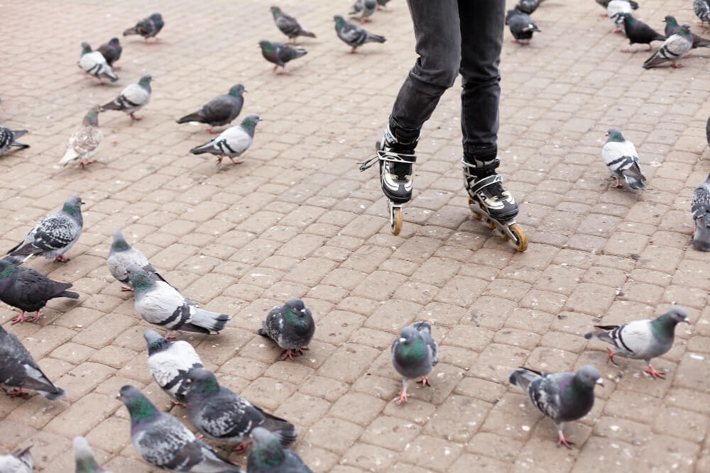 Services professionnels de dépigeonnage dans la Drôme