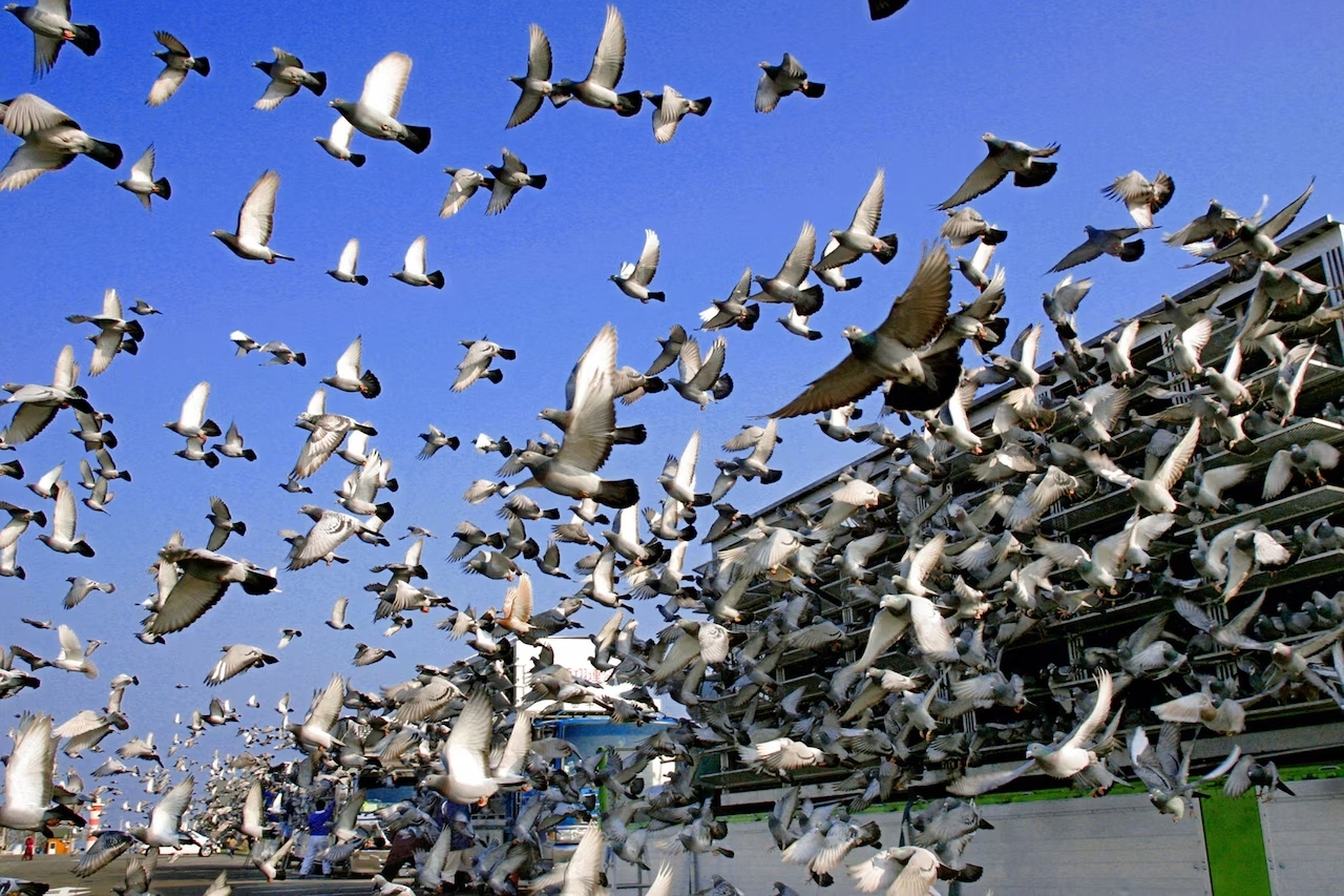 Solutions de dépigeonnage adaptées à tous types de bâtiments dans la Drôme