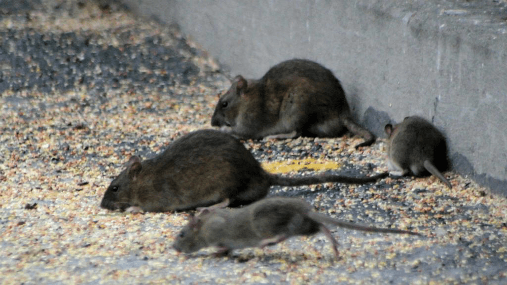 Dératisation professionnelle contre les rats et souris dans la Drôme
