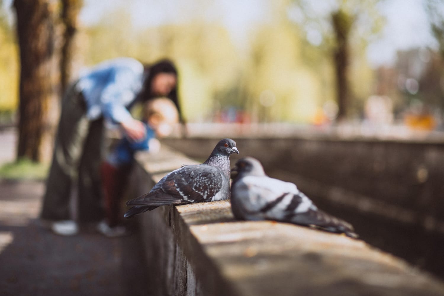 Dépigeonnage - Service professionnel par Ravi Nuisible dans la Drôme