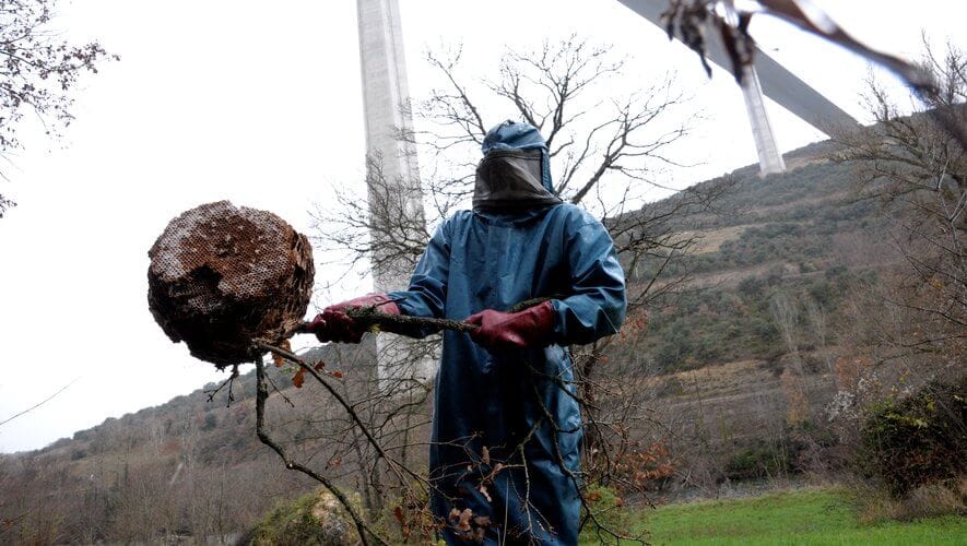 Professionnel détruisant un nid de guêpes à Romans-sur-Isère