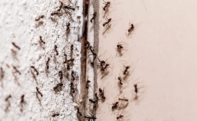 Traitement professionnel contre les fourmis dans la Drôme