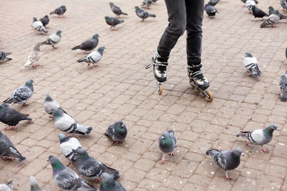 Services professionnels de dépigeonnage dans la Drôme