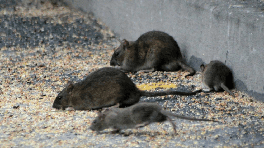 Dératisation professionnelle contre les rats et souris dans la Drôme